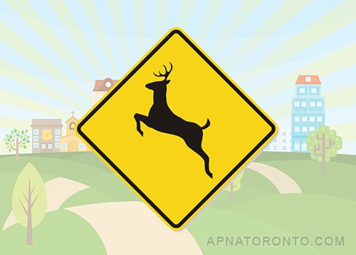 Deer regularly cross this road; be alert for animals